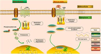 Targeting the Wnt/β-Catenin Signaling Pathway as a Potential Therapeutic Strategy in Renal Tubulointerstitial Fibrosis